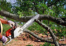 How Our Tree Care Process Works  in  Jacinto City, TX