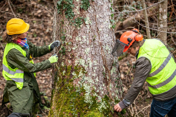 Best Tree and Shrub Care  in Jacinto City, TX