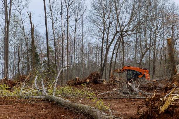 Best Tree Removal  in Jacinto City, TX