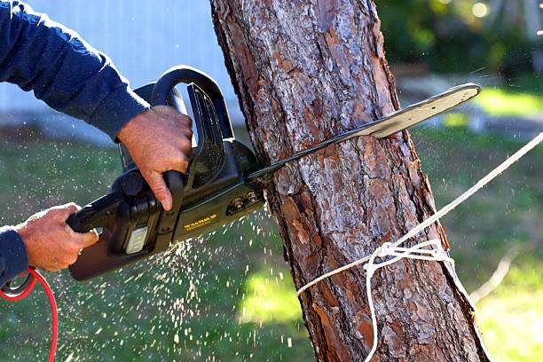 Best Tree Trimming and Pruning  in Jacinto City, TX