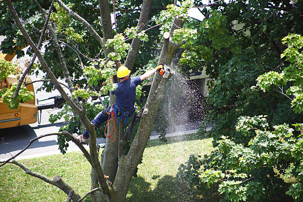 Best Commercial Tree Services  in Jacinto City, TX